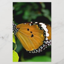 Orange, schwarzer und weißer Schmetterling auf ein
