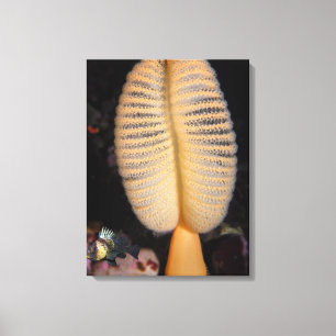 Orange Sea Pen mit Quillback Rockfish Leinwand