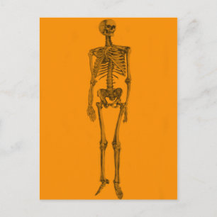 Orange Skeleton Skull Postkarte