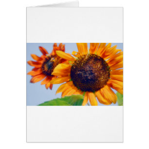 Orange Sonnenblumen