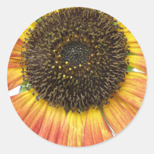 Orange Sonnenblumenkleber Runder Aufkleber