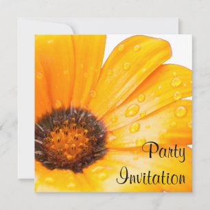 Orange Spring Flash African Daisy Foto Einladung
