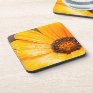 Orange Spring Flash African Daisy Nah Up Foto Getränkeuntersetzer