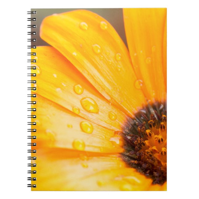 Orange Spring Flash African Daisy Nah-Up Foto Notizblock (Vorderseite)