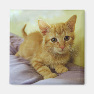 Orange Striped Tabby Kitten Magnet