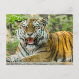 Orange Striped Tiger Postkarte