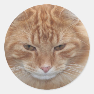 Orange Stripped Tabby Cat Runder Aufkleber