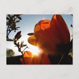 Orange Sun und Petals Postkarte