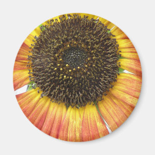 Orange Sunflower Magnet