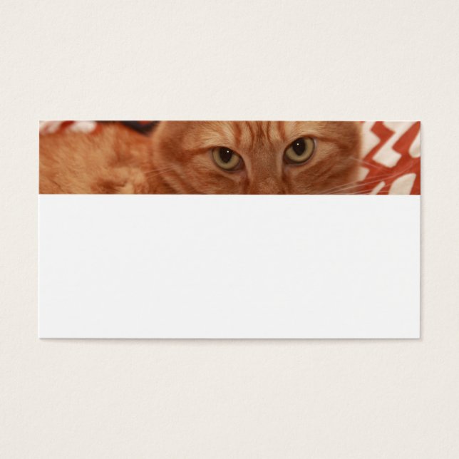Orange Tabby (Vorderseite)