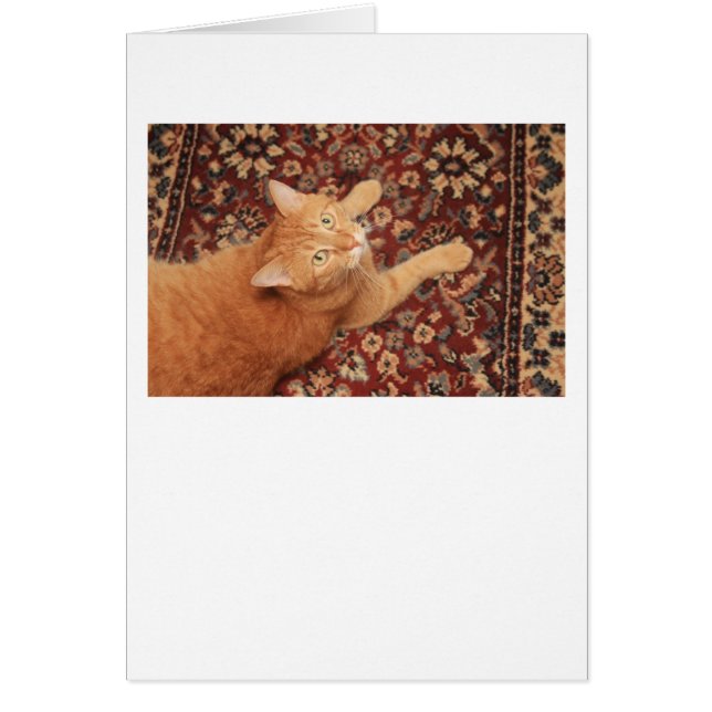 Orange Tabby (Devant)