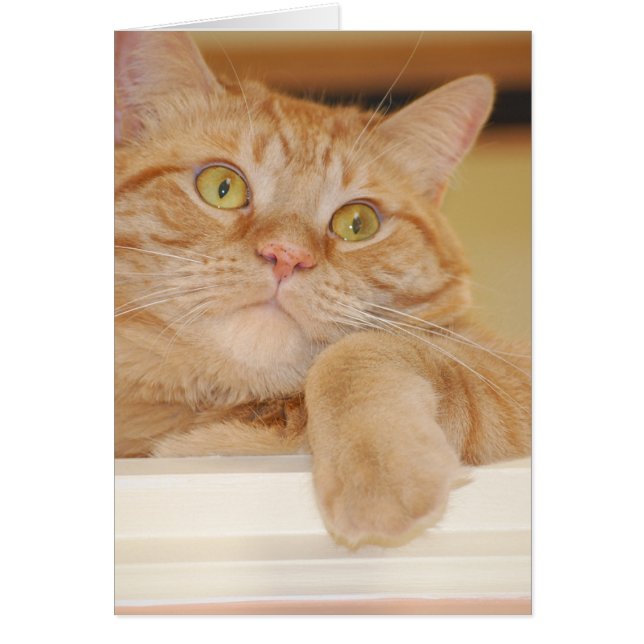 Orange Tabby Cat (Vorne)