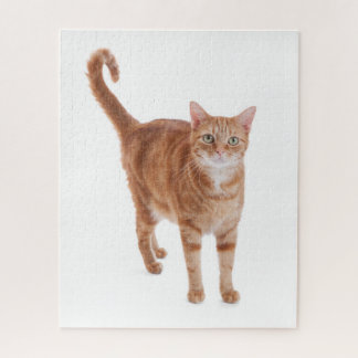 Orange Tabby Cat