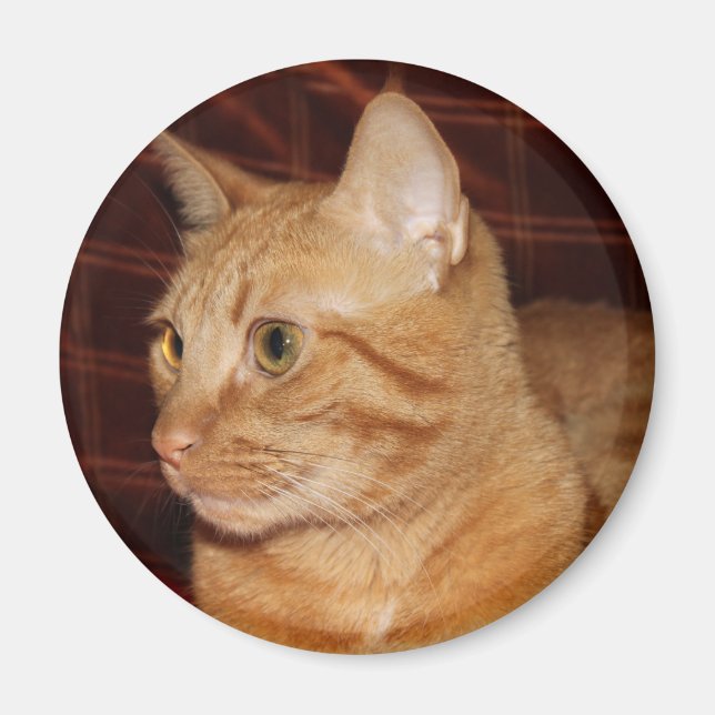 Orange Tabby Cat Face Profil Magnet (Vorne)