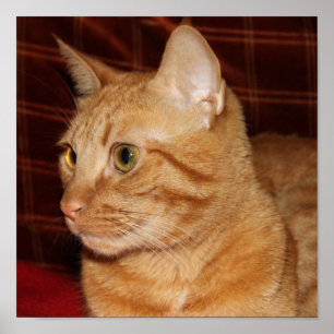 Orange Tabby Cat Face Profil Poster