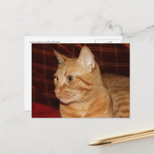 Orange Tabby Cat Face Profil Postkarte