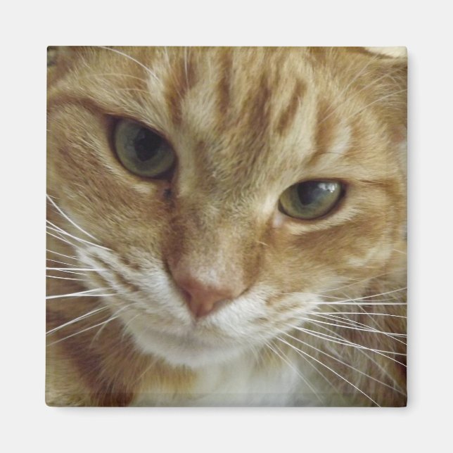 Orange Tabby Cat Magnet (Vorne)