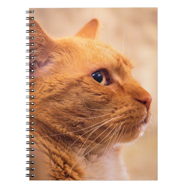 Orange Tabby Cat Notebook Curious Feline Notebook Notizblock (Vorderseite)