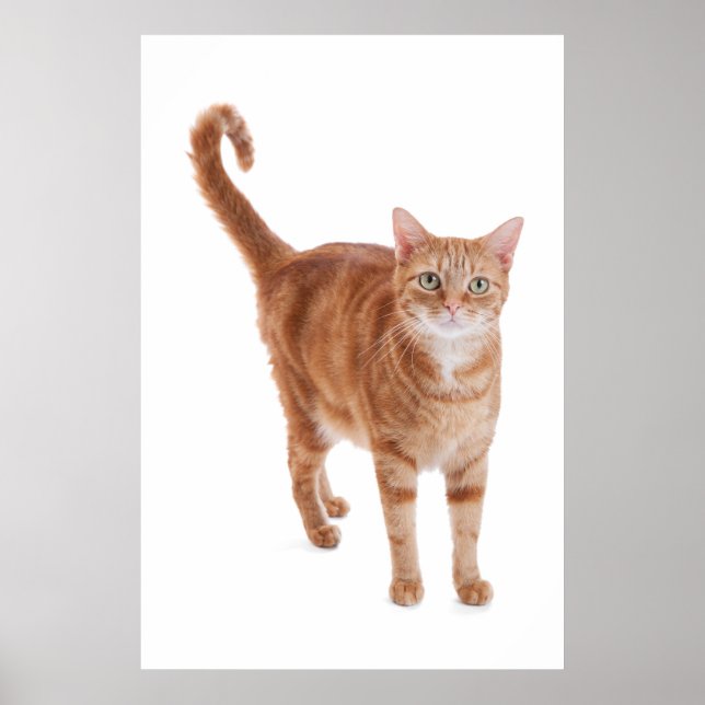 Orange Tabby Cat Poster (Vorne)