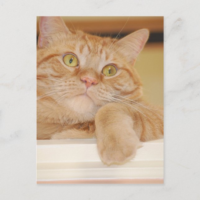 Orange Tabby Cat Postkarte (Vorderseite)