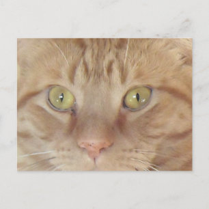 Orange Tabby Cat Postkarte