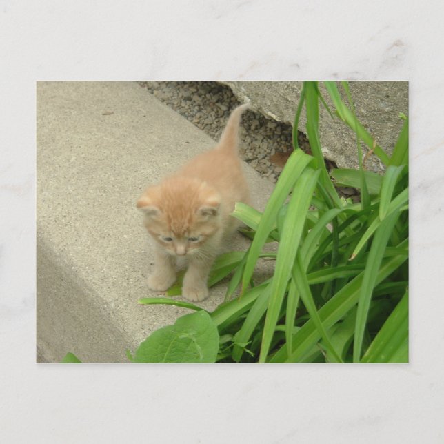 Orange Tabby Cat Postkarte (Vorderseite)