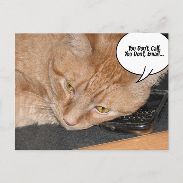 Orange Tabby Cat Spaß Postkarte (Vorderseite)