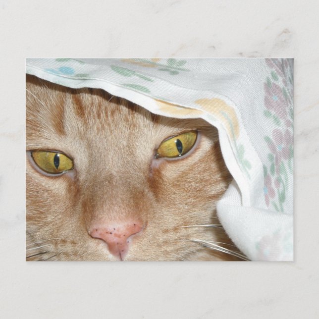 Orange Tabby Cat Spaß Postkarte (Vorderseite)