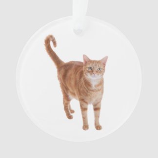 Orange Tabby Cat Standing
