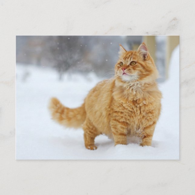 Orange Tabby im Schnee Postkarte (Vorderseite)