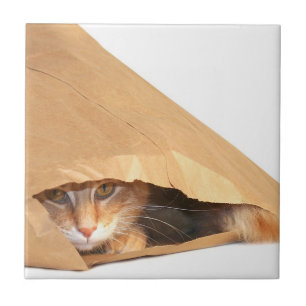 Orange Tabby in der Tasche Fliese