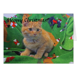 Orange Tabby-Kätzchen