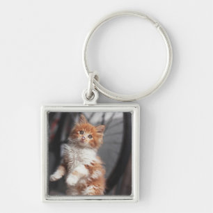 Orange Tabby-Kätzchen Schlüsselanhänger