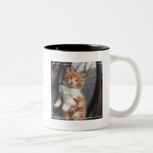 Orange Tabby-Kätzchen Zweifarbige Tasse
