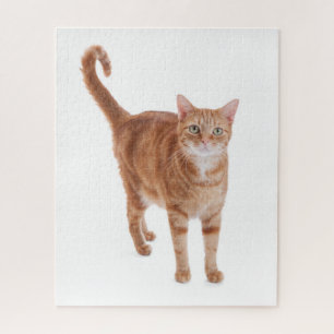 Orange Tabby-Katze