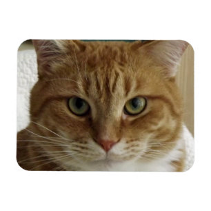 Orange Tabby-Katzen-flexibler Magnet