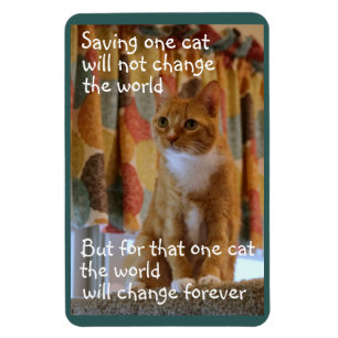 Orange Tabby-Katzen-Hoffnungen adoptiert zu werden Magnet
