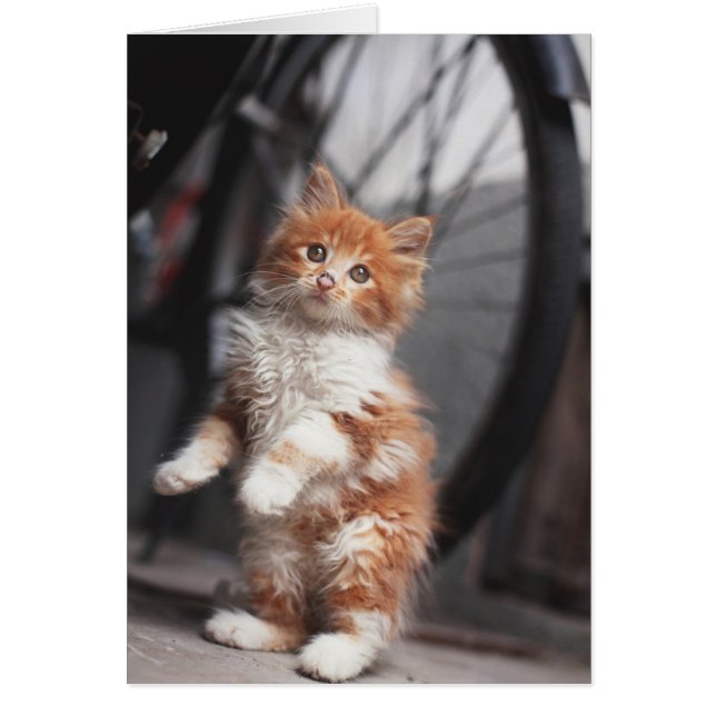 Orange Tabby Kitten (Devant)