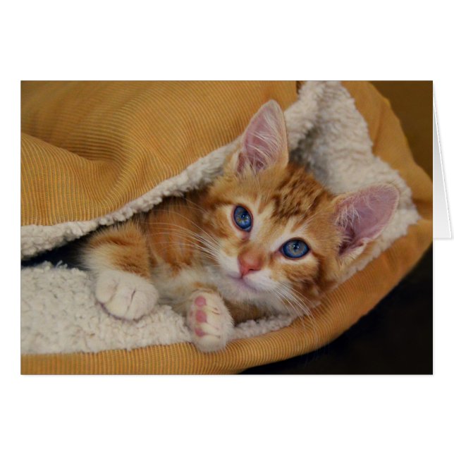 Orange Tabby Kitten im Bett (Vorderseite (Horizontal))