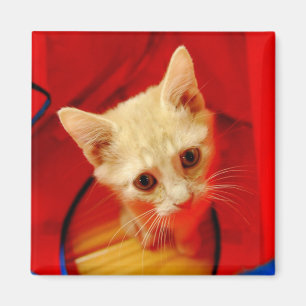 Orange Tabby Kitten Magnet