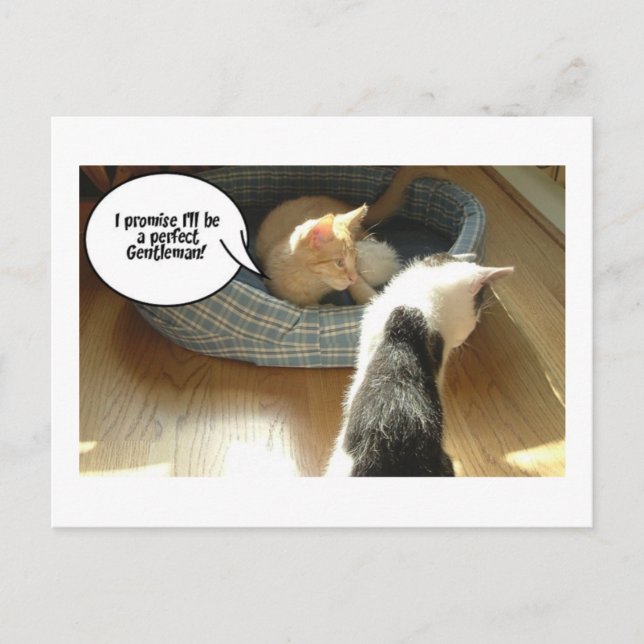 Orange Tabby Kitty Cat Postkarte (Vorderseite)
