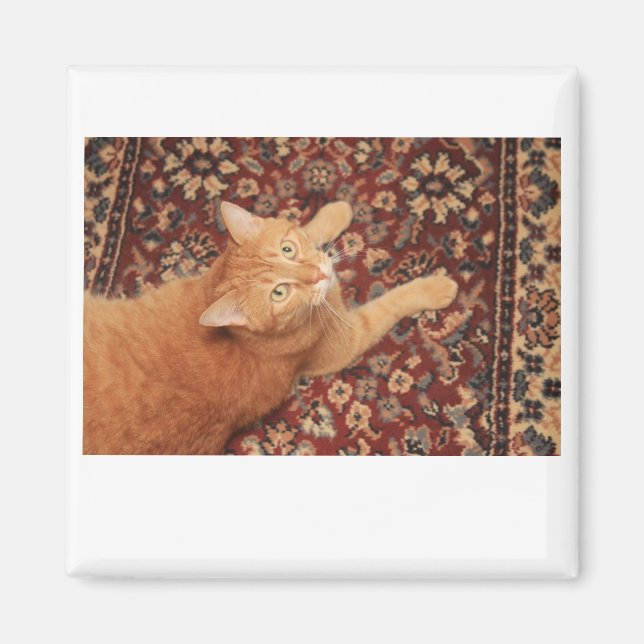 Orange Tabby Magnet (Vorne)
