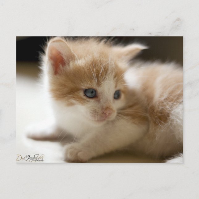 Orange Tabby Postcard Postkarte (Vorderseite)