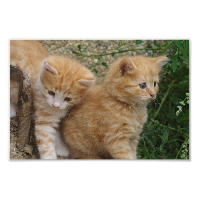 Orange Tabby Siblings Fotodruck (Vorne)