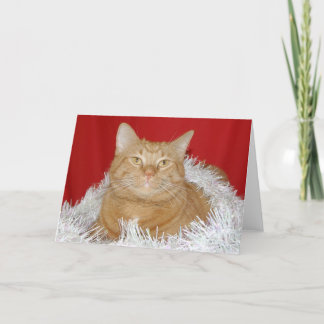 Orange Tabby Weihnachten