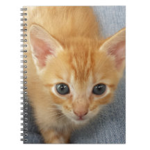 Orange Tabbykätzchen