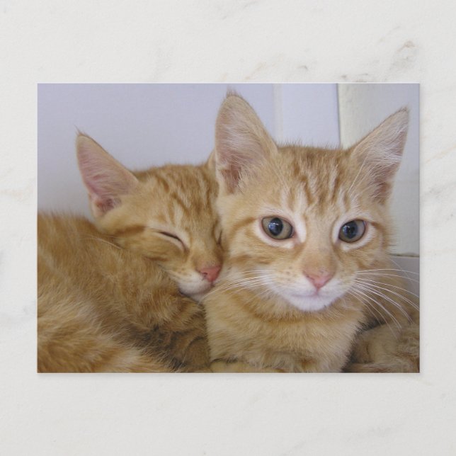 Orange Tabbys Postkarte (Vorderseite)