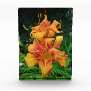 Orange Taglilie Blooms Fotoblock