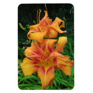 Orange Taglilie Blooms Magnet