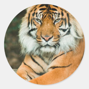 Orange Tiger-Aufkleber Runder Aufkleber